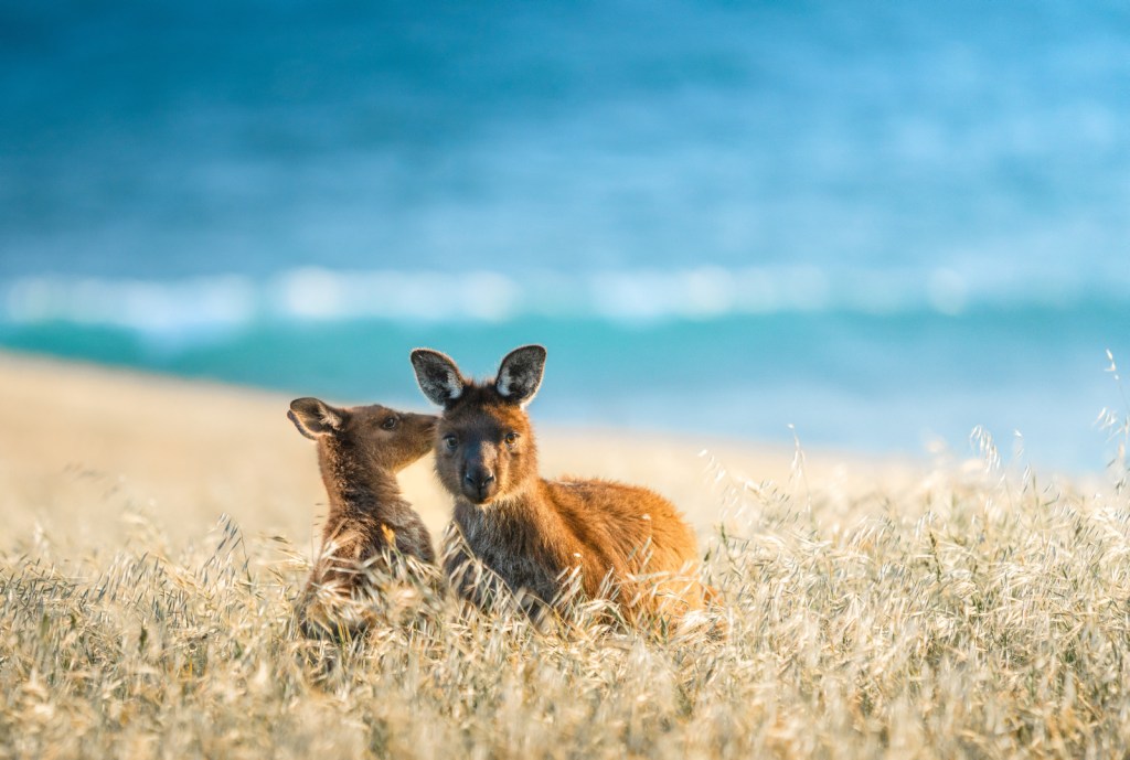 Thumbnail for Why fire-hit Kangaroo Island and Adelaide Hills need you to visit