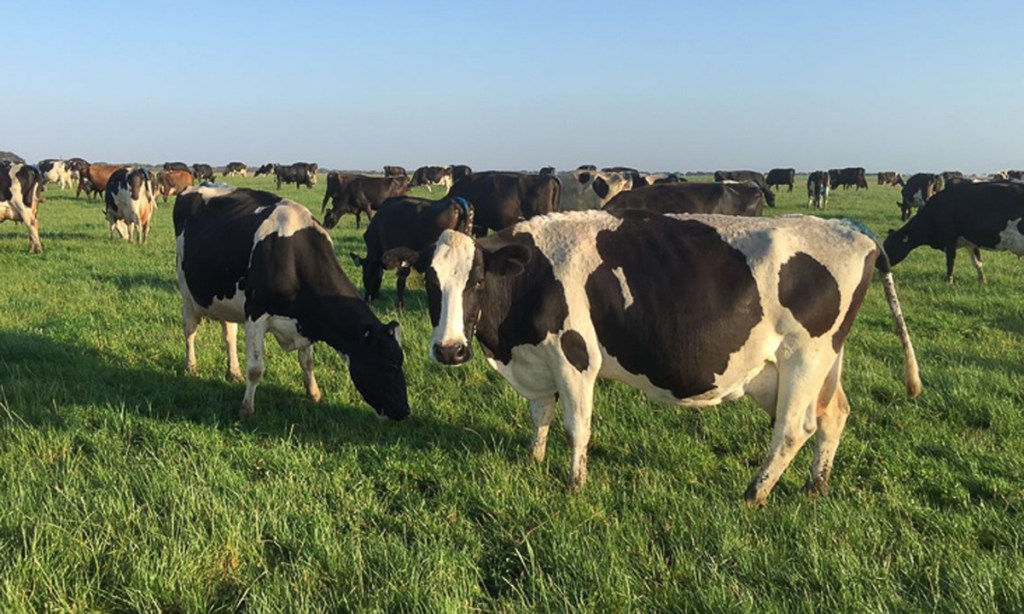 Thumbnail for SA’s Beston seeks $3 million to expand dairy plant