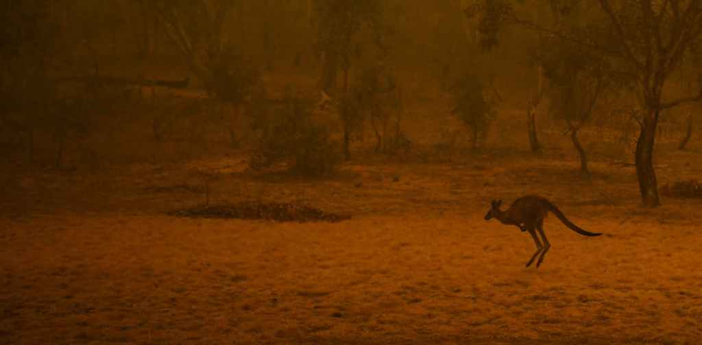 Thumbnail for Bushfires have reshaped life on Earth before. They could do it again