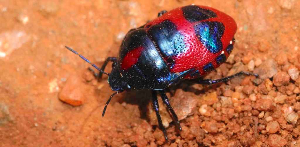 Invertebrates out greatly outnumber mammals everywhere, including in bushfire zones. Michael Lee, CC BY-NC-ND