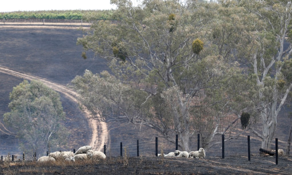 Thumbnail for “Immense” dead sheep financial toll for KI farmers