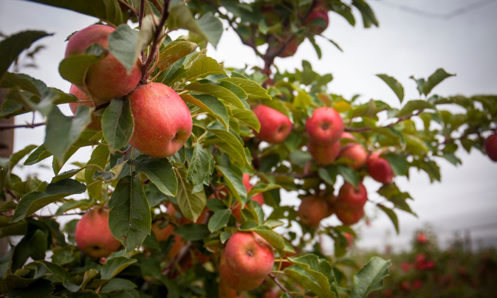 Thumbnail for Hills apple quality up and crop slightly down