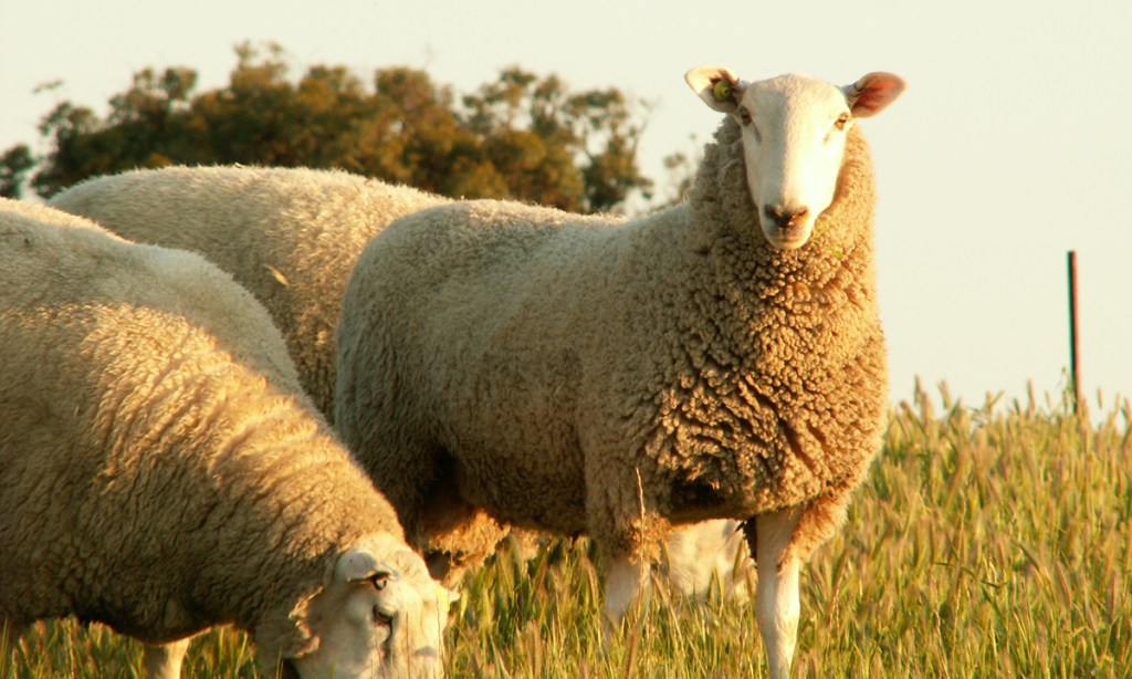 Thumbnail for KI sheep industry on road to recovery