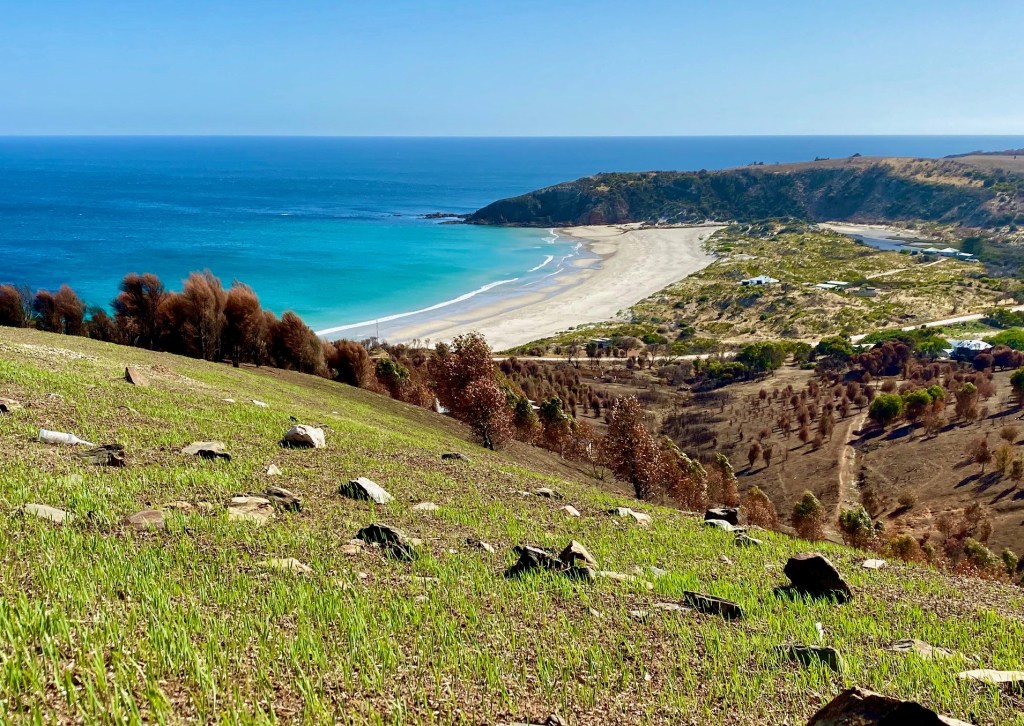 Thumbnail for Kangaroo Island: recovering, not ravaged