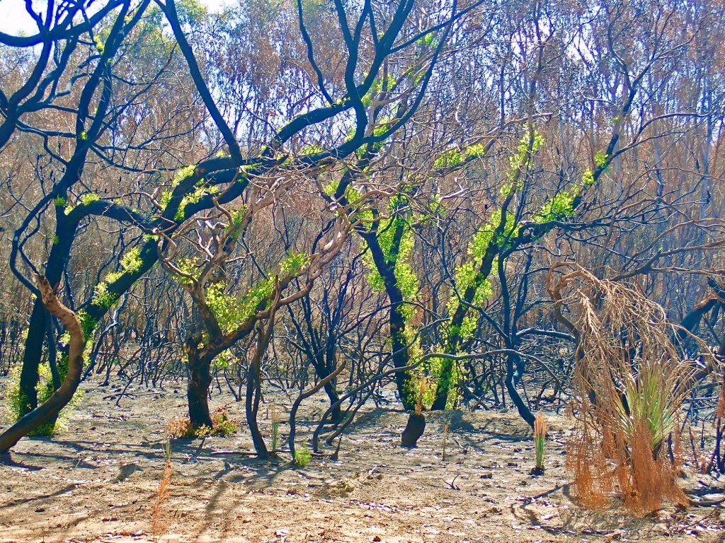 Thumbnail for Your views: on bushfire reporting and recovery, building design and Centrelink