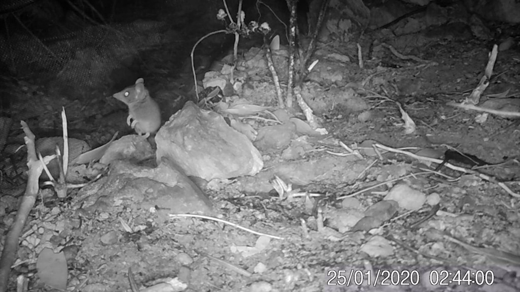 Thumbnail for Wildlife experts find hope amongst the ashes on Kangaroo Island