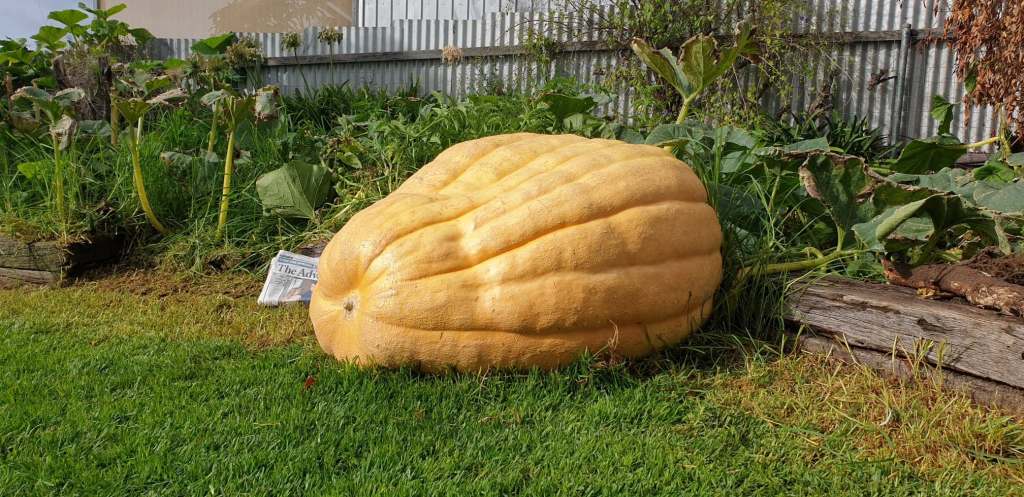 Thumbnail for Calling all competitive green-thumbs: Try growing a monster pumpkin