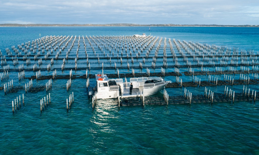 Thumbnail for Angel delivers record oyster sales
