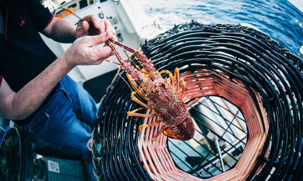 Thumbnail for Seafood exporters welcome help with freight flights