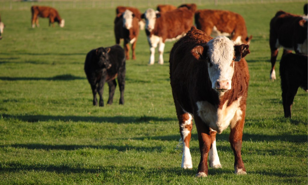 Thumbnail for Strong livestock industry meets rising demand