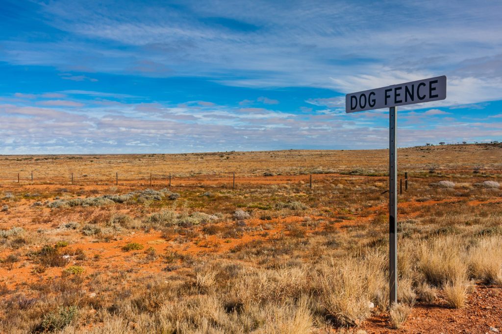 Thumbnail for Wild dog fence goes online to help rebuild