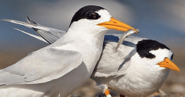 Thumbnail for Satellites used in algae battle to help save Coorong bird life