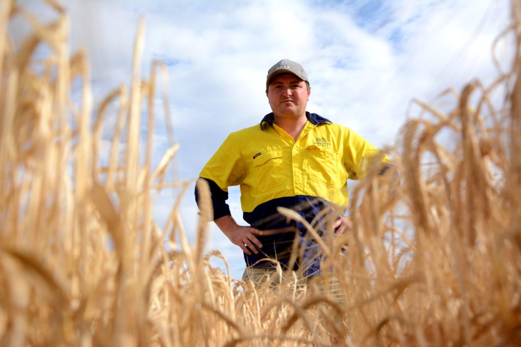 Thumbnail for Growing optimism for SA’s grain farmers