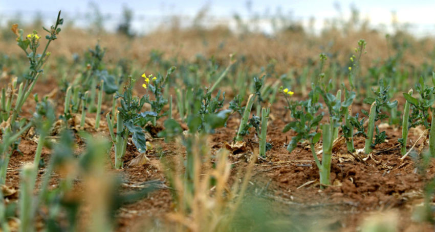 Thumbnail for GM crops decision a hard genie to put back into bottle