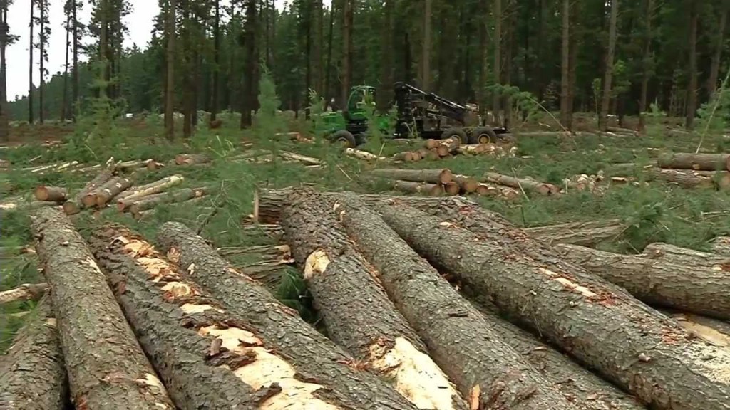 Thumbnail for Bushfire protection focus to grow SA forestry industry