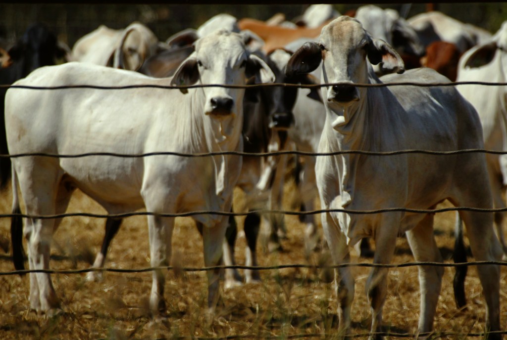 Thumbnail for Feared livestock disease viral fragments detected at Adelaide Airport