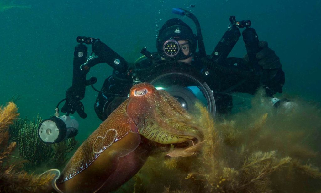 Thumbnail for Petition launched to stop fishing of Giant Australian Cuttlefish