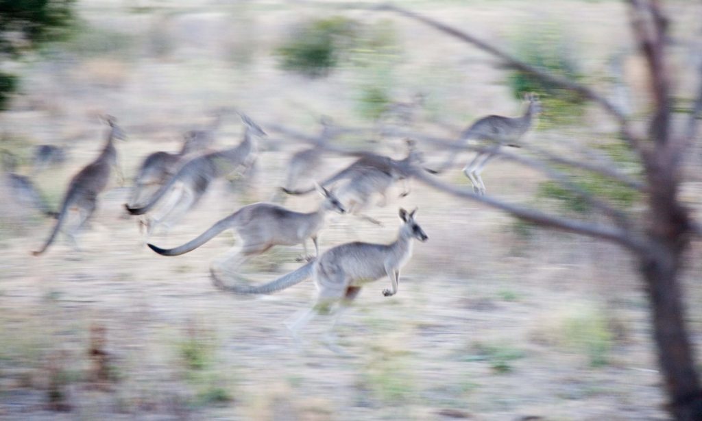Thumbnail for New data leap for kangaroo harvest numbers