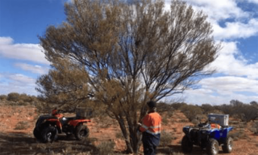 Thumbnail for Gold leaf technology among exploration grant winners