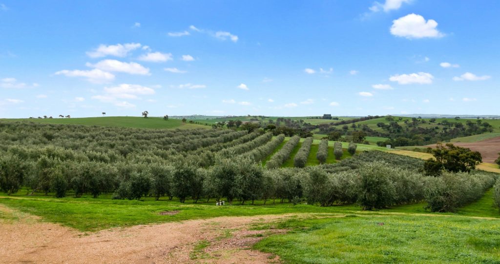 The olive groves at 67 Winton Road.