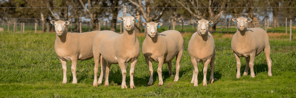 Thumbnail for Champion SA breeder’s new gong