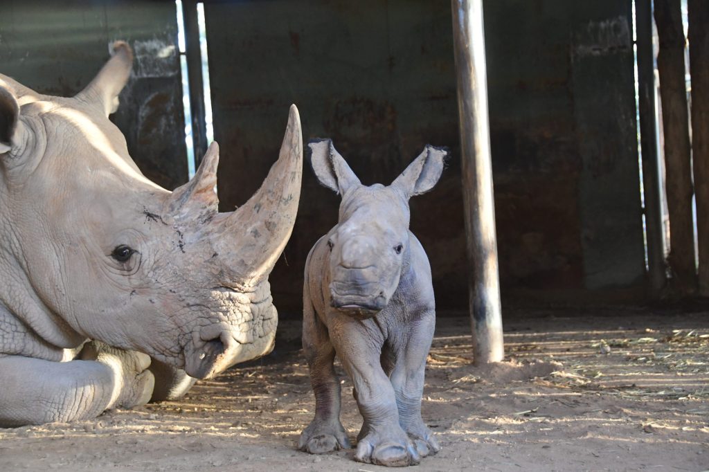 Thumbnail for Monarto Safari Park welcomes new rhino calf