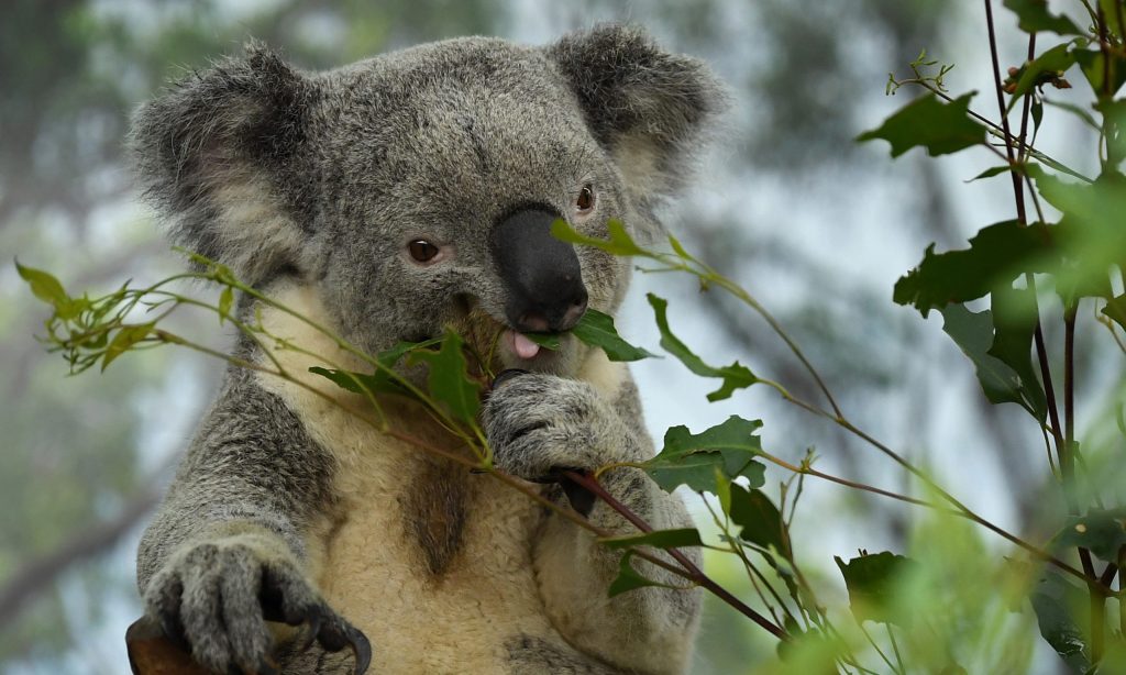 Thumbnail for Claws out over park lands koala sanctuary bid