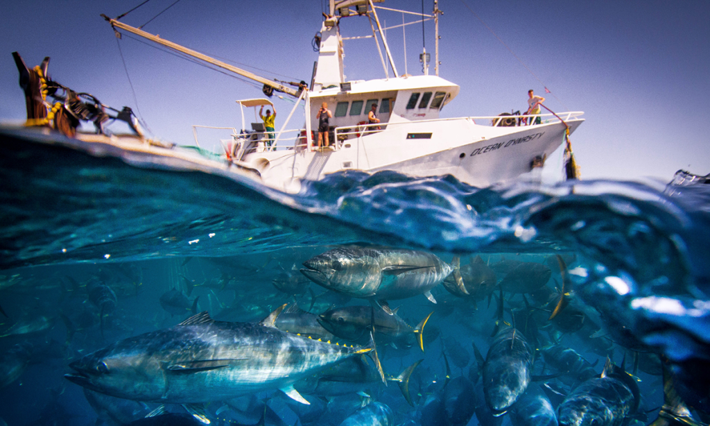 Thumbnail for Tuna partnership to drive youth employment