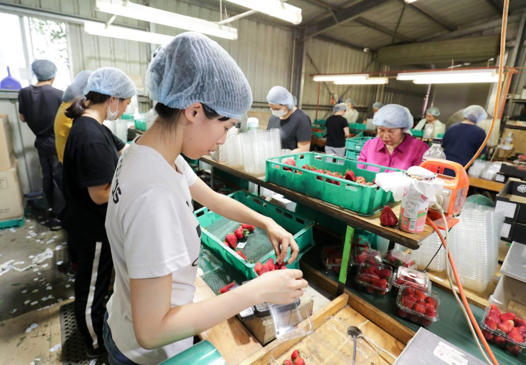 Workers sort and pack strawberries at Queensland strawberry farm. Photo: AAP/Tim Marsden