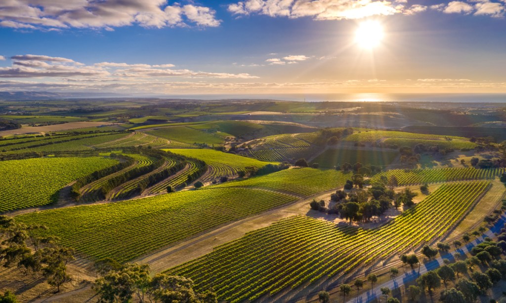 Thumbnail for China tariffs to squeeze jobs, production in leading SA wine regions