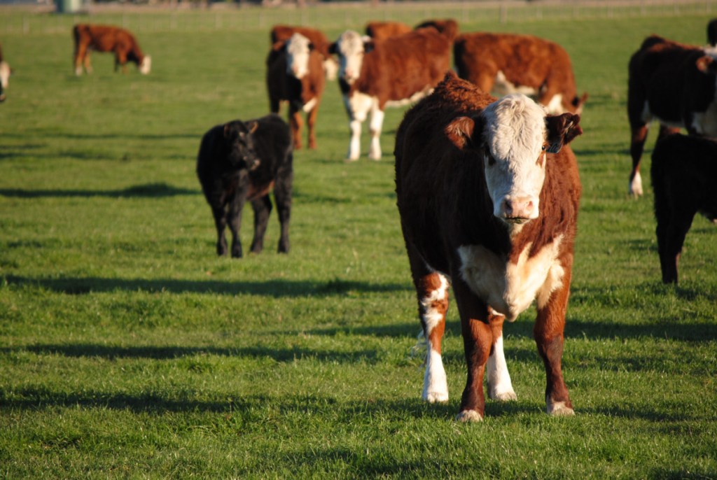 Thumbnail for Last chance to nominate for Ag Town of the Year