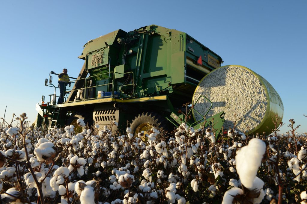 Thumbnail for China looks to unravel Australian cotton exports as trade targeting continues