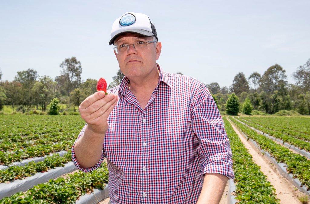 Prime Minister Scott Morrison at a strawberry farm. Photo: AAP/Tim Marsden