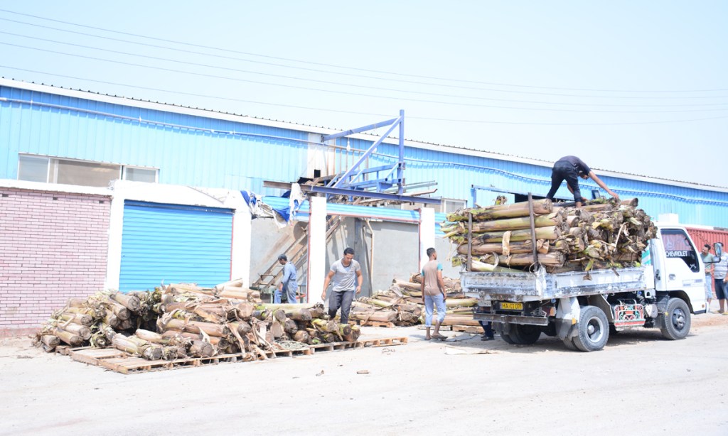 Workers unload waste banana trees at the factory in Egypt where it is turned into wood and paper products.