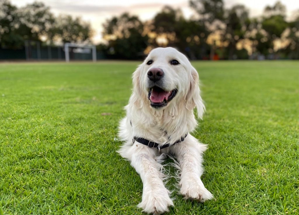 Audrey the golden-ish retriever on her last pre-lockdown walk.