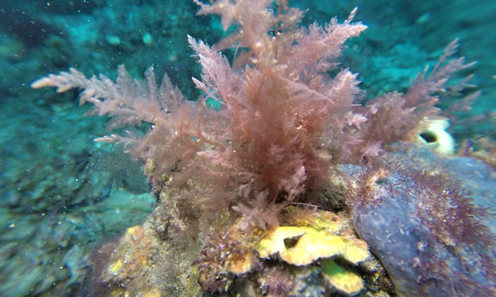 Thumbnail for Methane-busting seaweed farms on track for 2021 production
