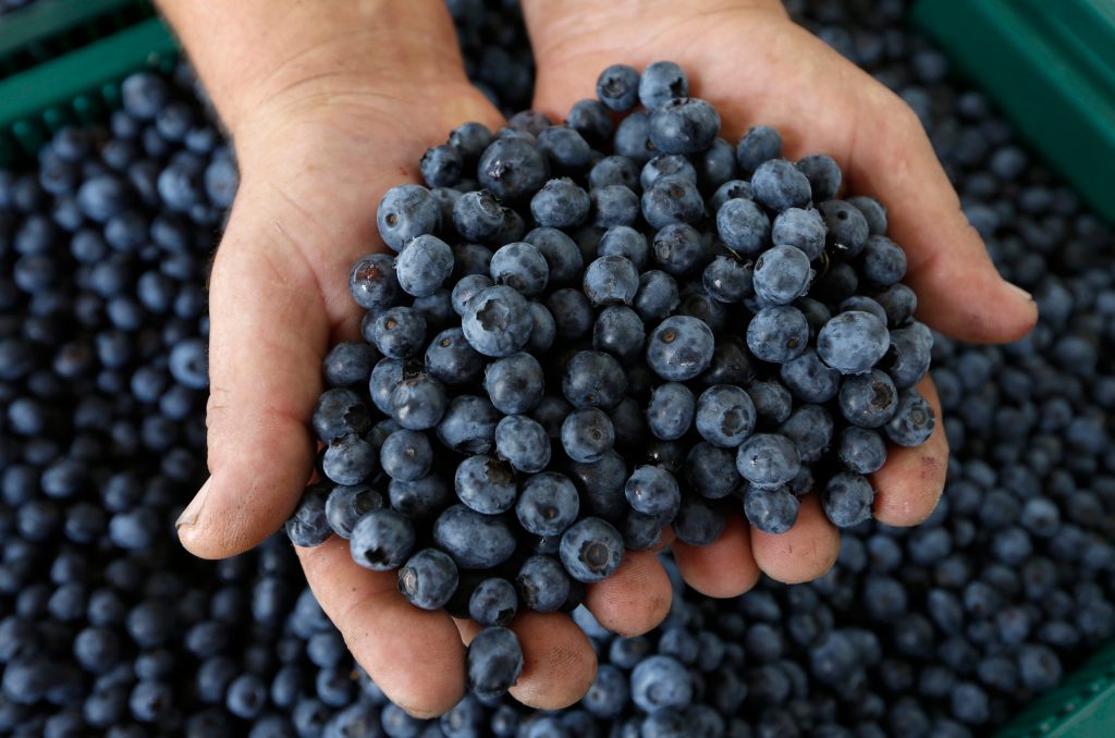 Thumbnail for $3 an hour to pick NSW blueberries
