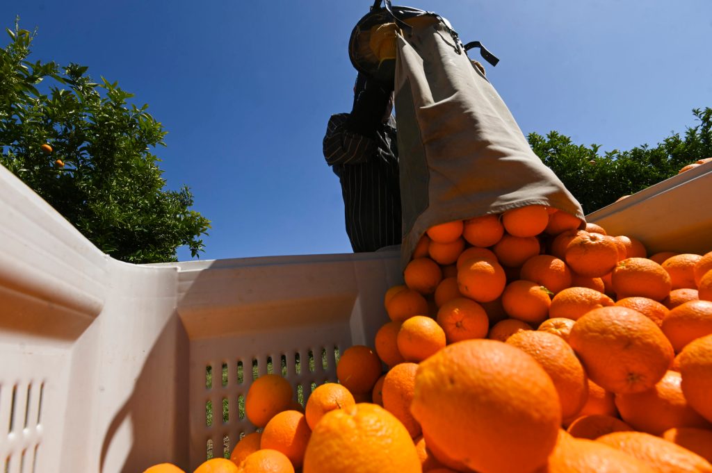Thumbnail for Slim pickings: why a farm worker minimum wage is long overdue