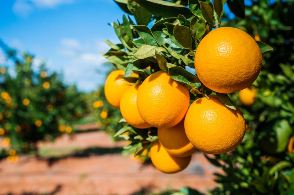 Thumbnail for Fight to contain Riverland’s third fruit fly outbreak