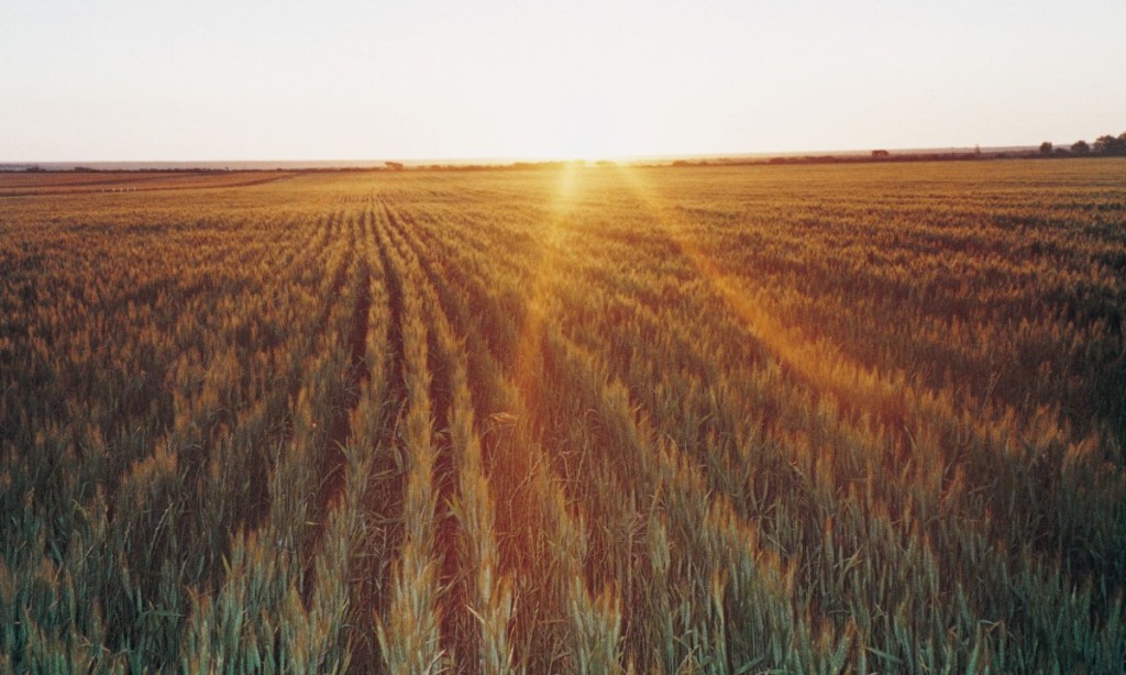 Thumbnail for Ag Town of the Year 2020 finalists revealed