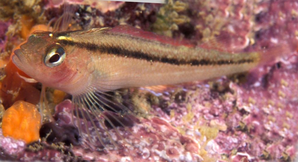 Thumbnail for Acidic oceans a positive for one fish, SA researchers find