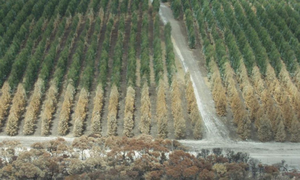 Kangaroo Island Plantation Timber blue gum forest that is being cut after company could not secure a port to ship the timber. Photo supplied