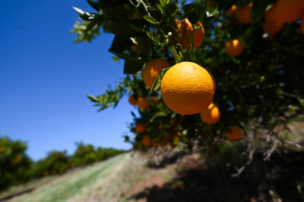 Thumbnail for Adelaide fruit bans to last all year after new fly outbreak