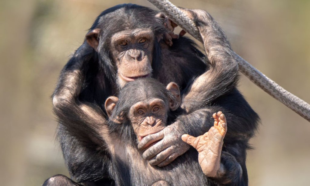 Photo: Adrian Mann/Zoos SA