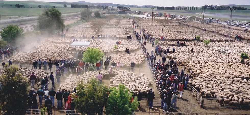 Jamestown Sheep Markets