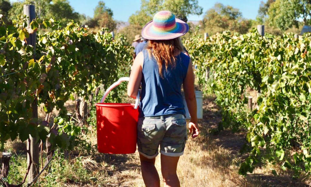 Thumbnail for Slim pickings for wine workers as sector refuses to be crushed