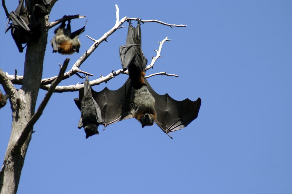 (AAP image/Lyn Durham)