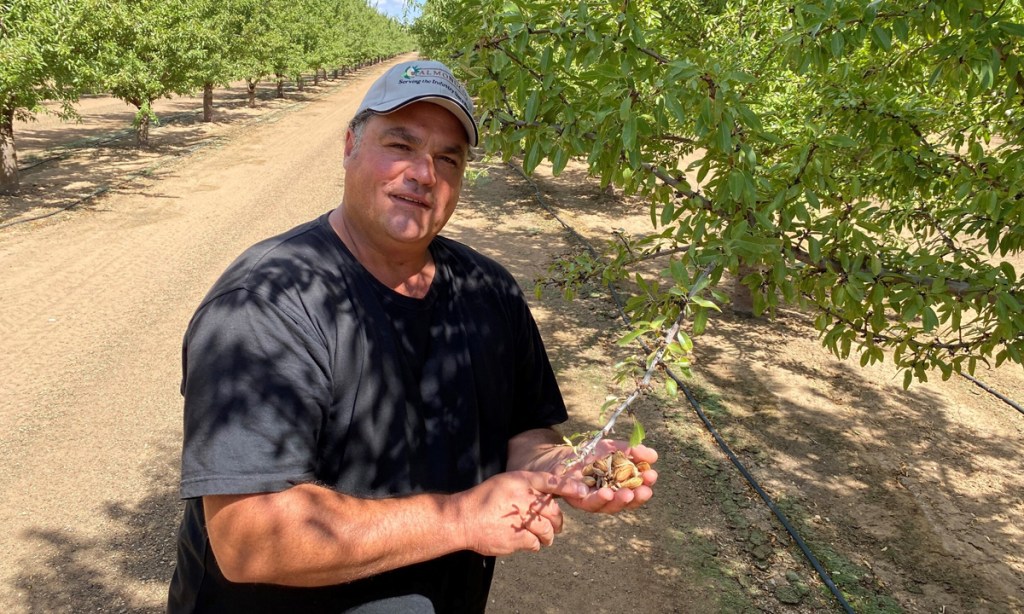 Thumbnail for Almond harvest on par as exports beckon