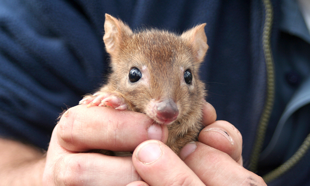 Thumbnail for Woylies to return to Yorke Peninsula after 100 years