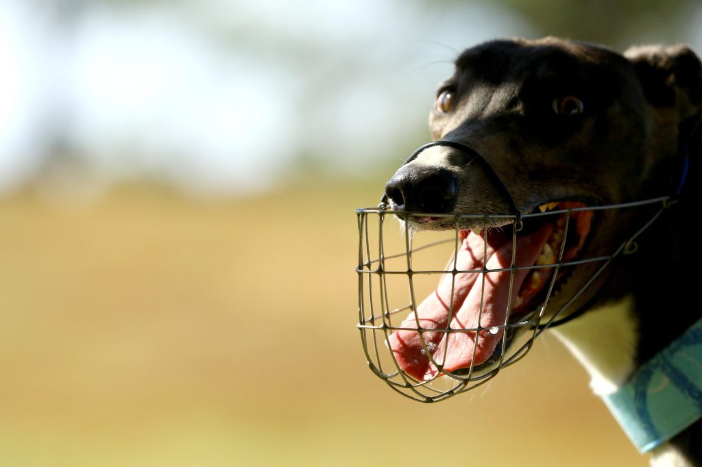 Thumbnail for Greyhound industry races to head off mandatory reporting laws